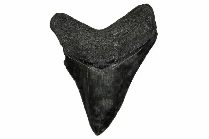 Serrated, Juvenile Megalodon Tooth - South Carolina #340427